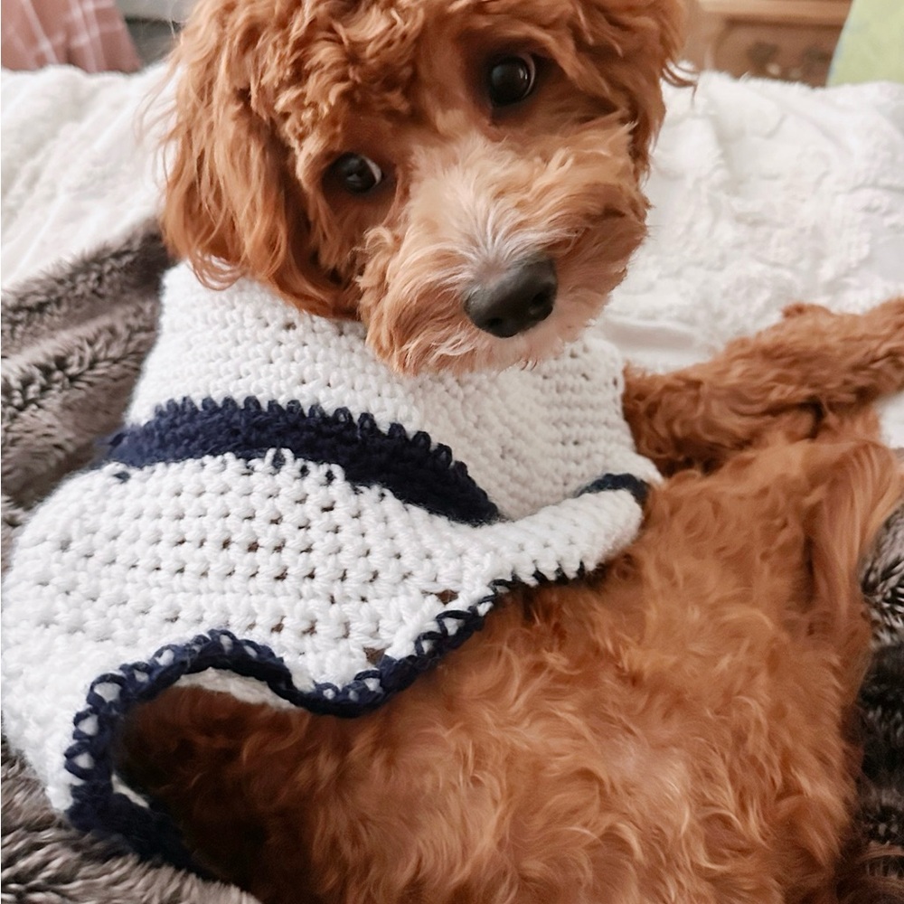 Cozy White and Blue Dog Sweater